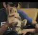 Mahesh babu  singing for his lovely daughter Sitara