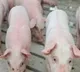 African swine fever kills pigs