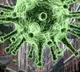 coronavirus cases in ap