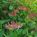 German researchers finds Japanese plant to fight against corona