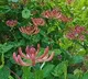German researchers finds Japanese plant to fight against corona