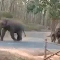 Elephants Maintaining Social Distance
