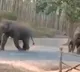 Elephants Maintaining Social Distance
