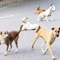 Corona suspected as Dogs coughing