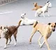Corona suspected as Dogs coughing