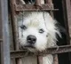 Shenzhen becomes first city in china to ban dogs cats meat