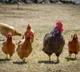 Center clarifies no Corona Virus contamination via chicken
