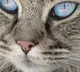 coronavirus in cat