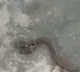 Two heads snake found in Odisha