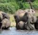 south africa gives permission for killing eliphants