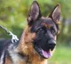 Dogs get Trained to Find Corona Virus