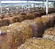 GVL tweets about tobacco farmers