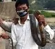 Arunachal Youth eat King Kobra amid No Rice at Home