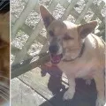 AIIMS says no evidence that pets causes corona to human