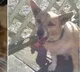 AIIMS says no evidence that pets causes corona to human