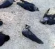 Mistary Deaths of Crows in Tamilnadu