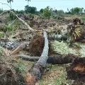 Who gave the right to Doing livelihoods of 400 toddy families questions Chandrababu