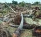 Who gave the right to Doing livelihoods of 400 toddy families questions Chandrababu