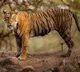 Tiger in New York Zoo Tests Positive for Coronavirus