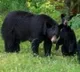 China gives nod to use Bear Bile in corona treatment