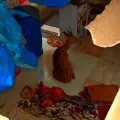 Cheetah attacks on Raindeer