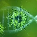 Corona Virus