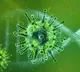 Corona Virus
