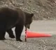 Bear Adjust Red sign Cone on Road