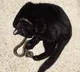 Viral Pics of Cat and Snake Priendship