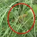 Tiger attacked on three in Uttar pradesh