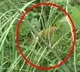 Tiger attacked on three in Uttar pradesh