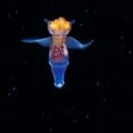 Russian Marine biologist clicked sea angel under the White sea