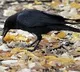 50 Crows and 3 Dogs dead in Tamil Nadu Poompuhar