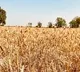 Centre hopes on Agriculture sector despite lock down