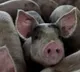 African Swine Flu in Assam