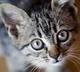 Two cats in New York are first pets known to have coronavirus in the US