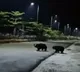 Animals Come Out from Forest to tirumala