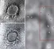 Indian scientists have revealed a microscopy image of SARS CoV 2 virus