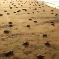 some adorable tiny turtles running back to the ocean