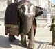 Tirumala Elephants Walking on Mada Streets