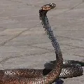 girl dies of snakebite