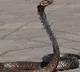 girl dies of snakebite