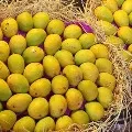 Mango Door Delivery From Today in Hyderabad