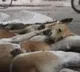 Dogs dying in Peddapally panic among locals