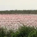 Thousands Of Flamingos Turn Creek Near Mumbai Pink
