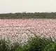 Thousands Of Flamingos Turn Creek Near Mumbai Pink