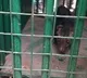 Cat triggered rage in Golconda area
