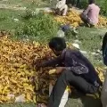 Migrants Pick Bananas Trashed Near Delhi Cremation Ground