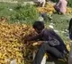 Migrants Pick Bananas Trashed Near Delhi Cremation Ground