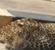 Leopard on Katedan road